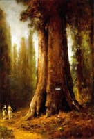 California Redwood Trees