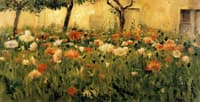 Poppies