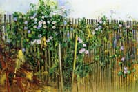Morning Glories