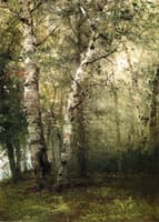 Forest Landscape