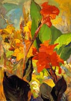 Cannas