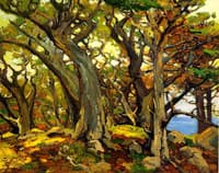 Monterey Cypress