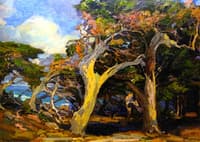 Windswept Twisted Cypress
