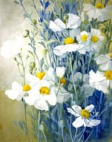 Matalija Poppies