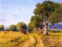 Olive Trees, Mediterranean Coast
