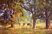 An August Morning