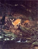 Fauna