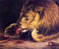 Lion Licking Its Paw