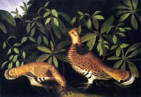 Two Ruffed Grouse