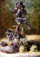 Iris in the Vase