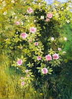 Rose Rambler