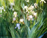 Iris at Dawn