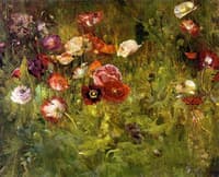 A Bed of Poppies
