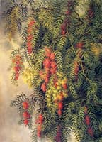 The Pepper Tree