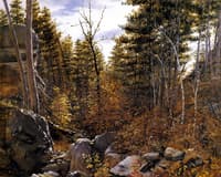 Wooded Hillside