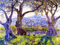Olive Trees near Nice