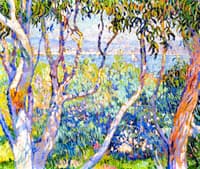Eucalyptus, at Saint-Tropez