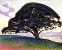 The Bonaventure Pine