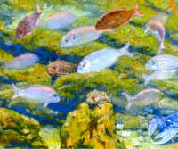 Aquarium Window (Sea-bream)