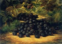 Blackberries