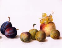 Still LIfe, Plums, Peach and Grapes