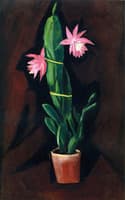 Cerise Cactus
