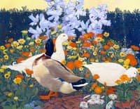 Mallard and White Ducks in Garden