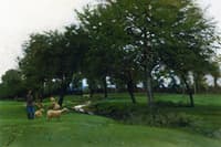 Green Pastures