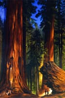 Giant Sequoias