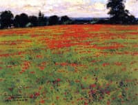 Red Poppies