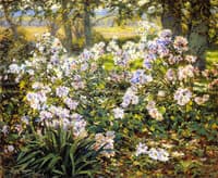 Wildflowers