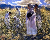 Indian Corn - Taos