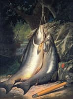 Steelhead Salmon