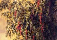 Pepper Trees