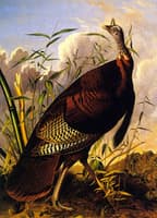 Wild Turkey