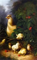 Chickens and Raspberries