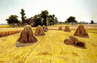 Grain Fields