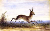 Antelope