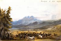 Stampede of Wild Horses