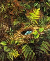 Still LIfe with Robin's Nest
