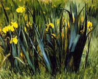 Yellow Fleurs-de-Lis