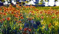 Poppies in France