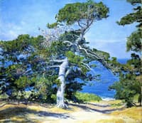 A Carmel Pine