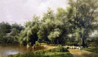 Sheep Washing on Long Island
