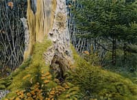 Wood Interior with Tree Stump