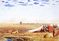 Buffalo Magnified by Mirage