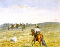 Buffalo on the Prarie