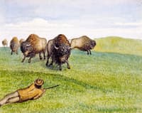 Hunting Buffalo