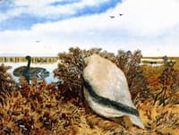 Duck Shooting
