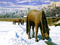 Horse Drinking at an Ice Hole